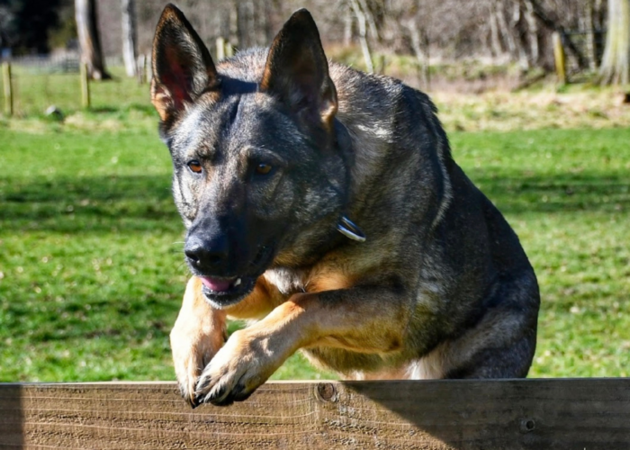 Retired police dog Heidie jumps over a fence