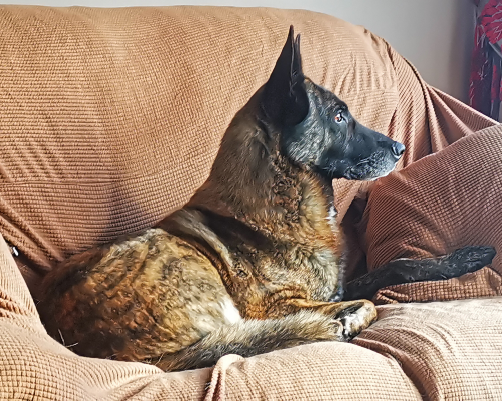 Retired police dog Iggy