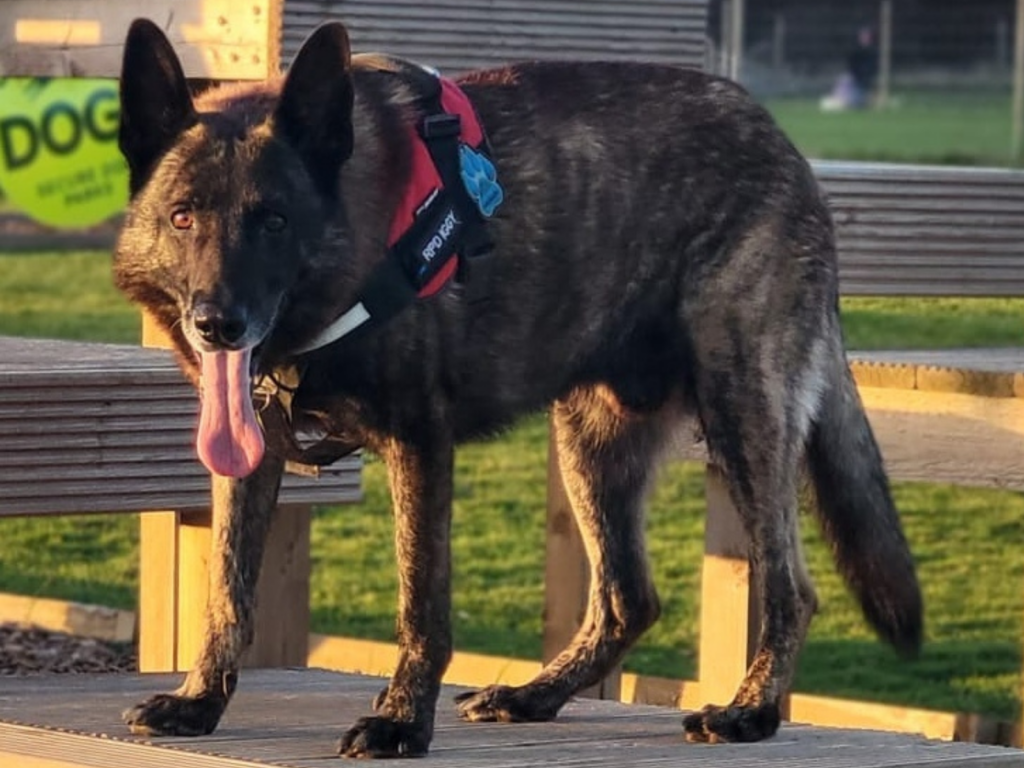 Retired police dog Iggy