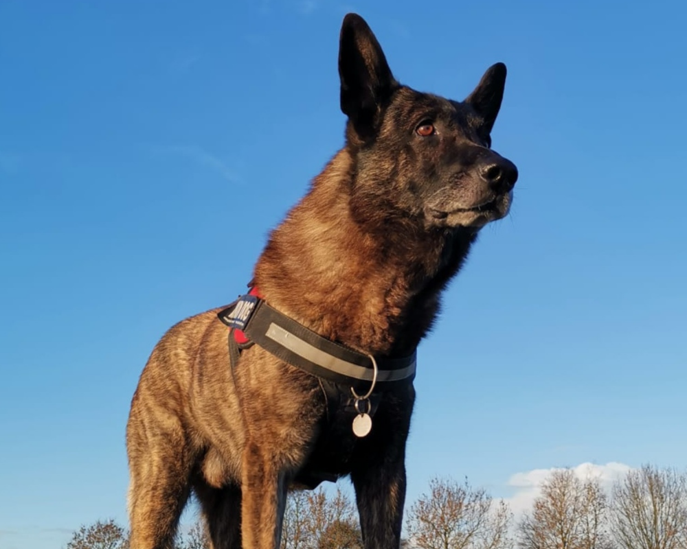 Retired police dog Iggy