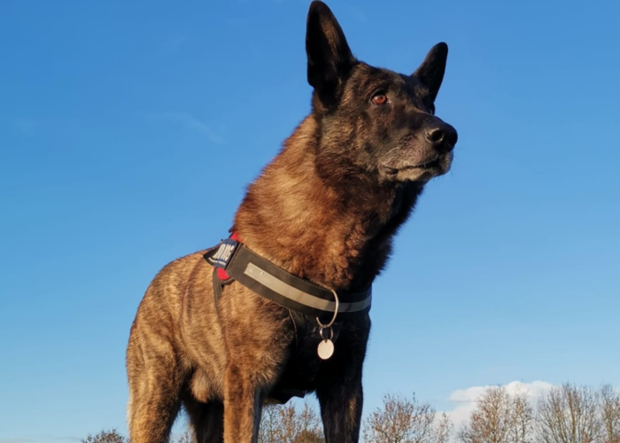 Retired police dog Iggy