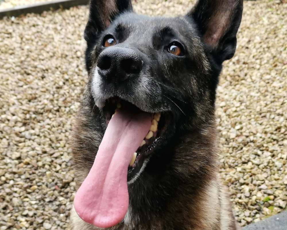 Retired police dog Iggy
