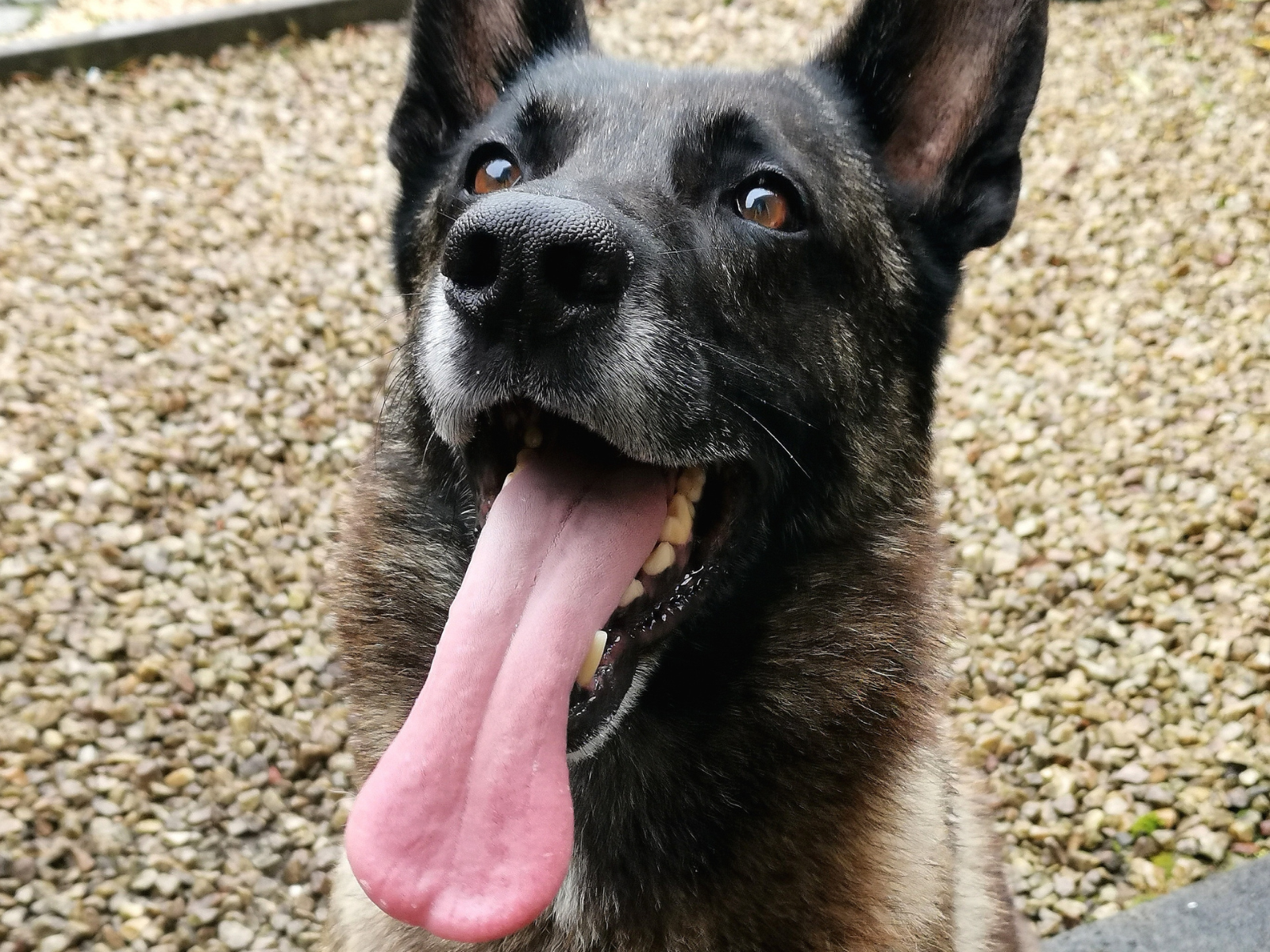 Retired police dog Iggy
