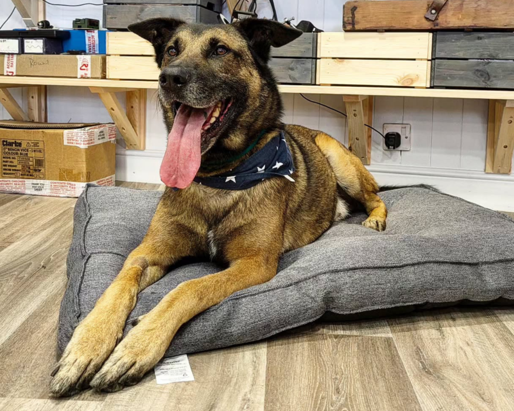 Retired police dog Ivan