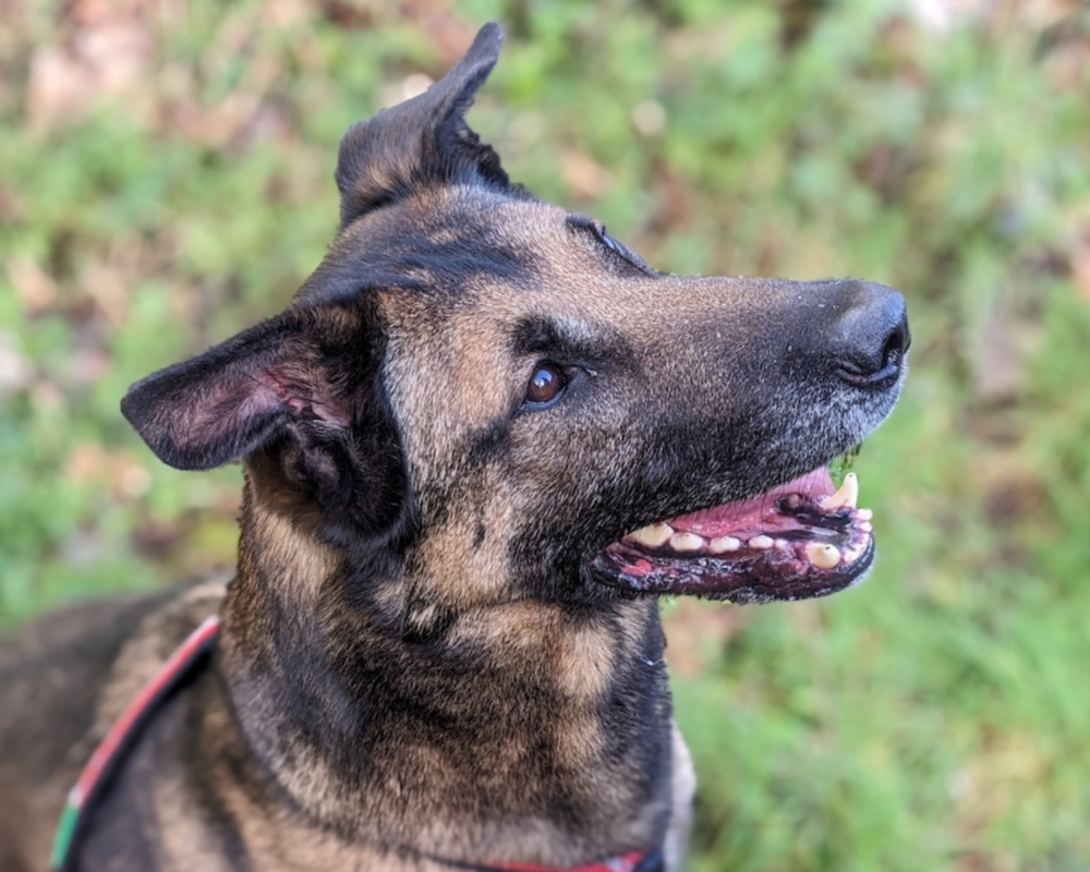Retired police dog Ivan