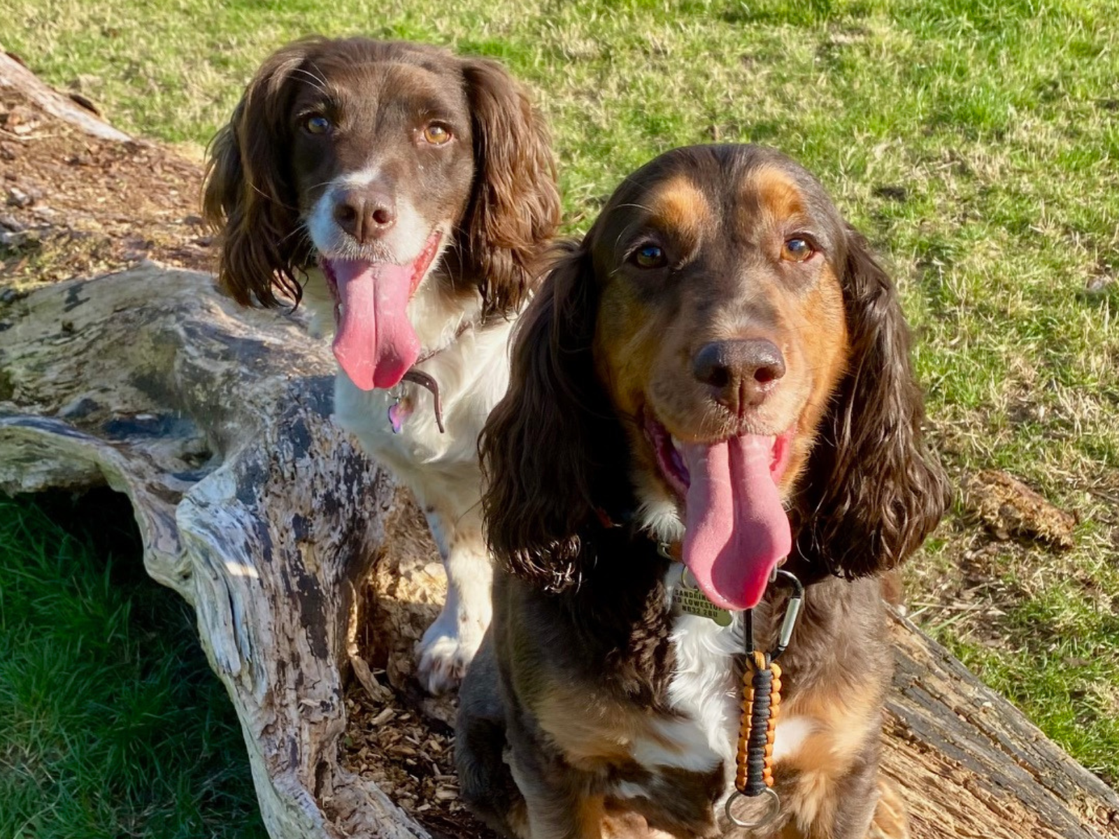 Retired police dog Izzy with her friend, Willow