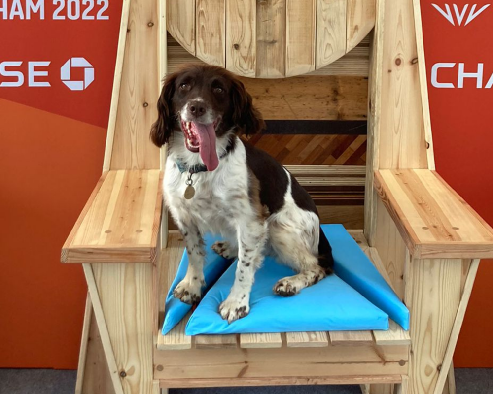 Police dog Izzy at the Commonwealth Games
