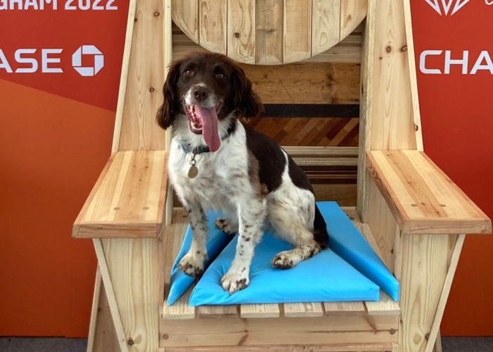 Police dog Izzy at the Commonwealth Games