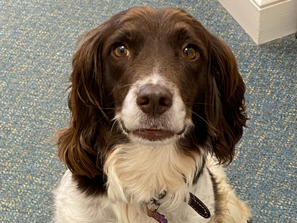 Retired police dog Izzy
