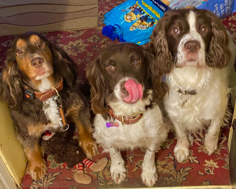 Retired police dog Izzy with her spaniel siblings