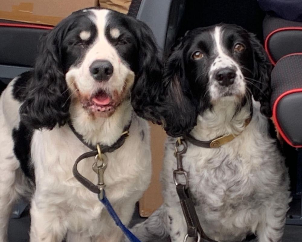Retired police dogs JJ and Sox