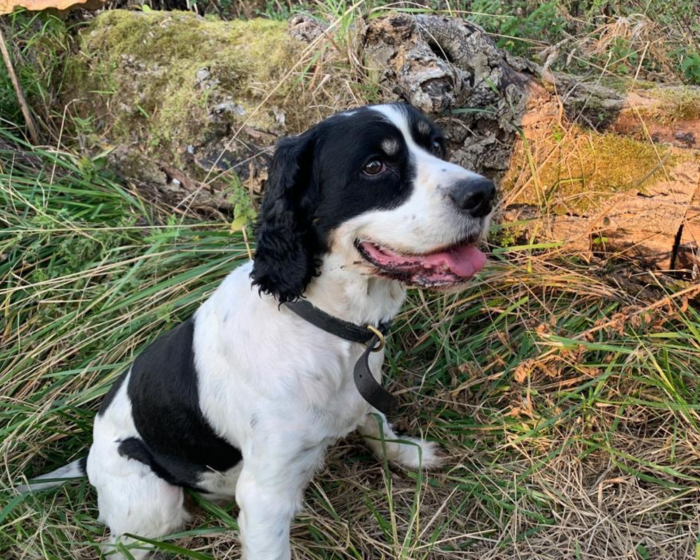 Retired police dog JJ