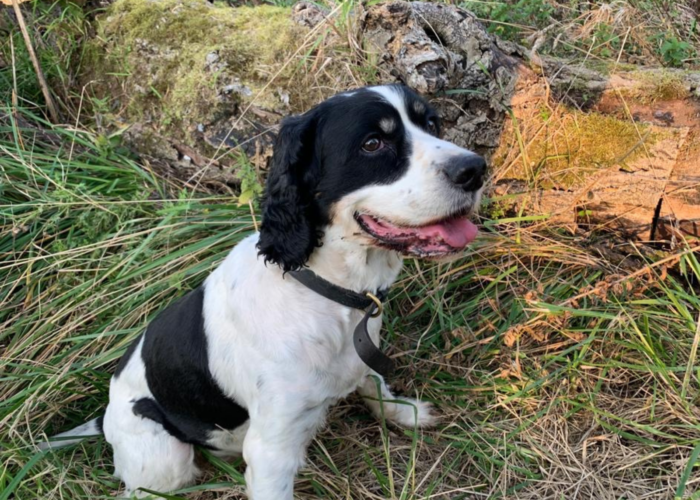 Retired police dog JJ