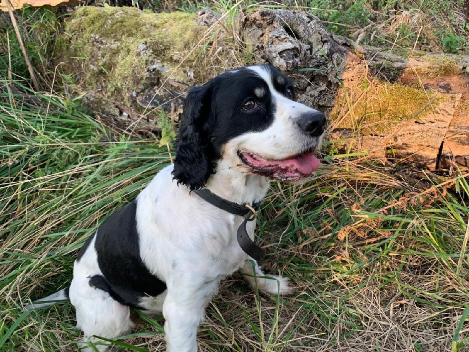 Retired police dog JJ