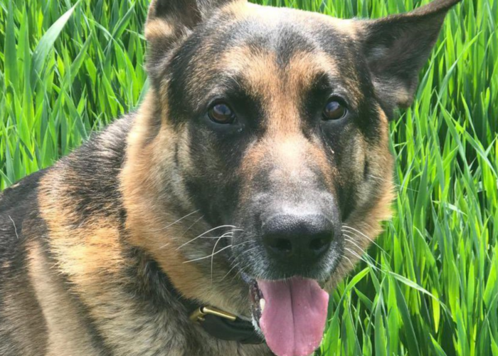 Retired police dog Jabba