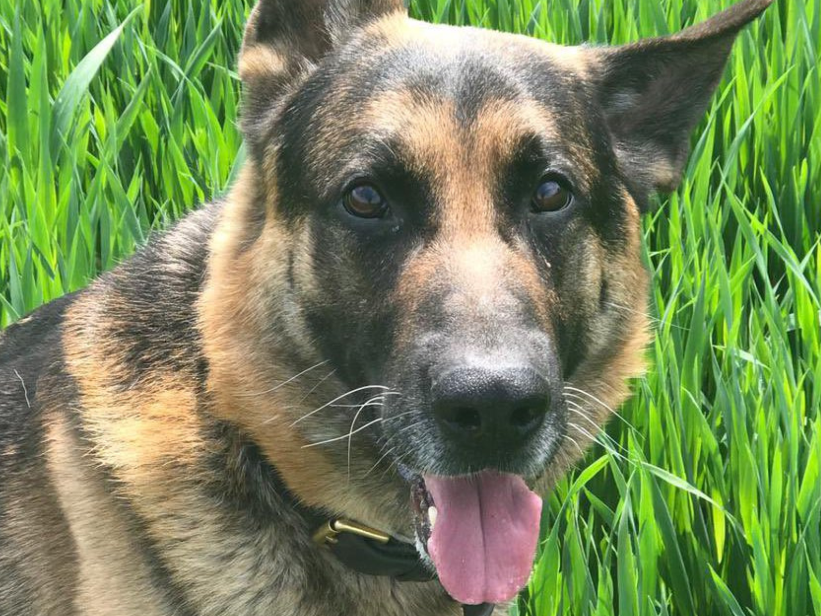 Retired police dog Jabba