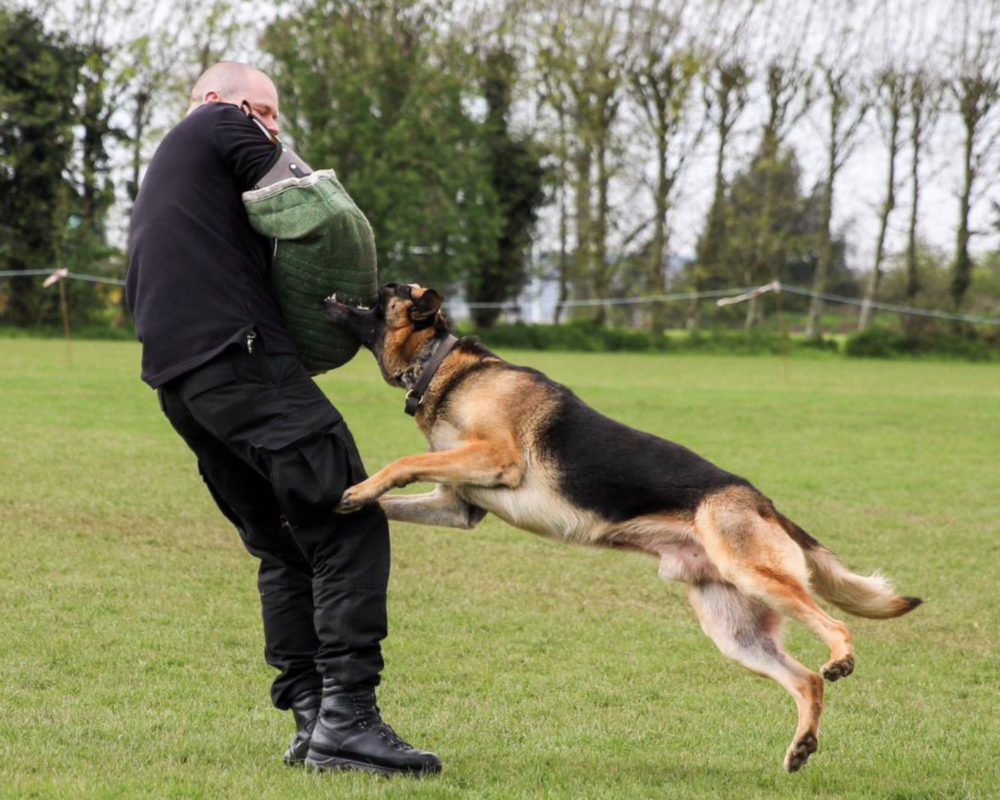 Police dog Jabba in training