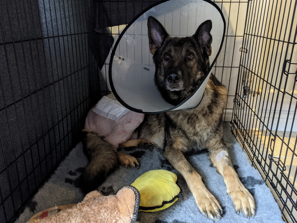 Retired prison dog Jax after surgery