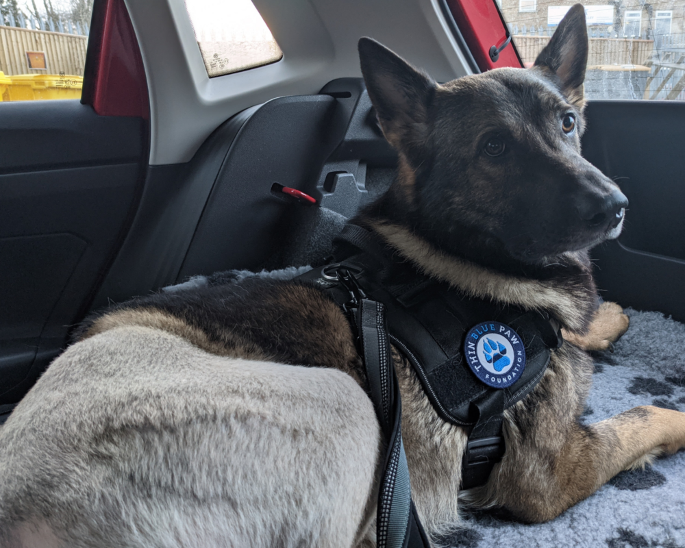 Retired prison dog Jax