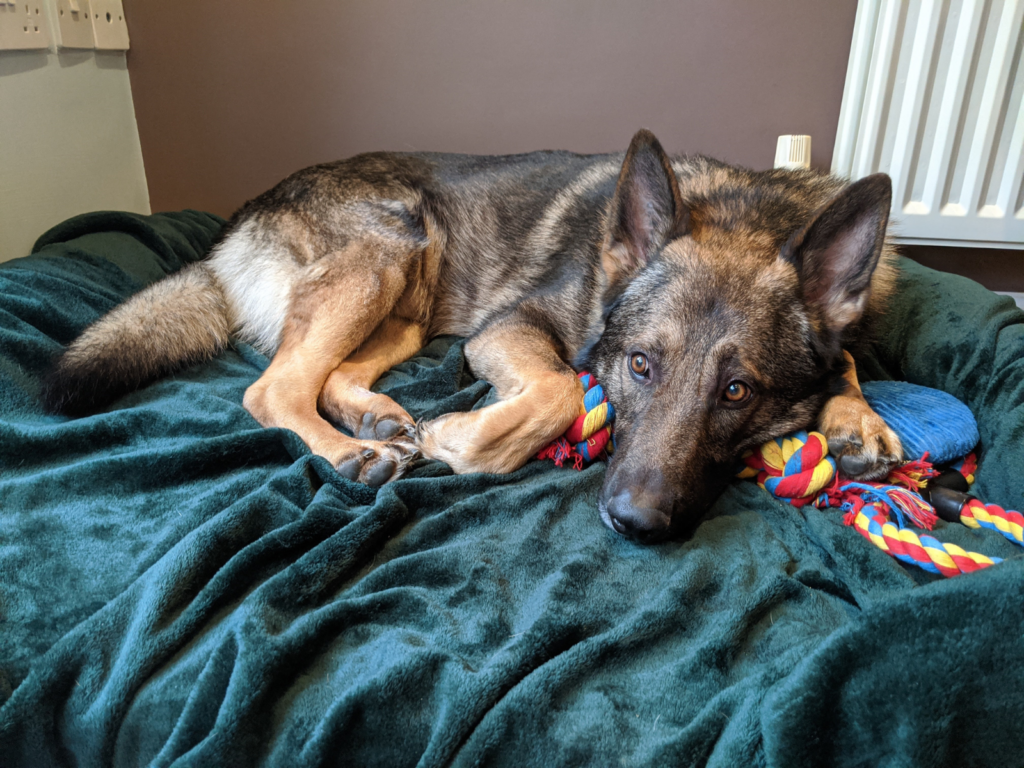 Retired prison dog Jax relaxing