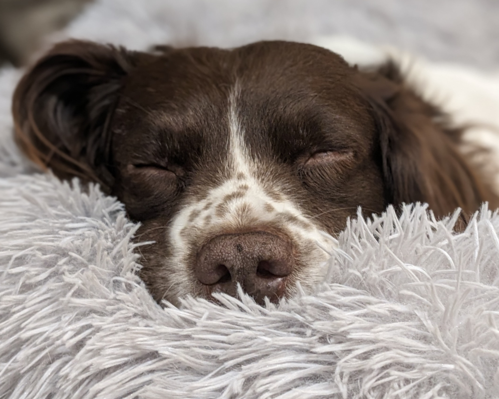 Retired police dog Joe snoozing