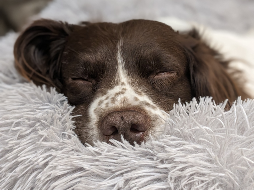 Retired police dog Joe snoozing