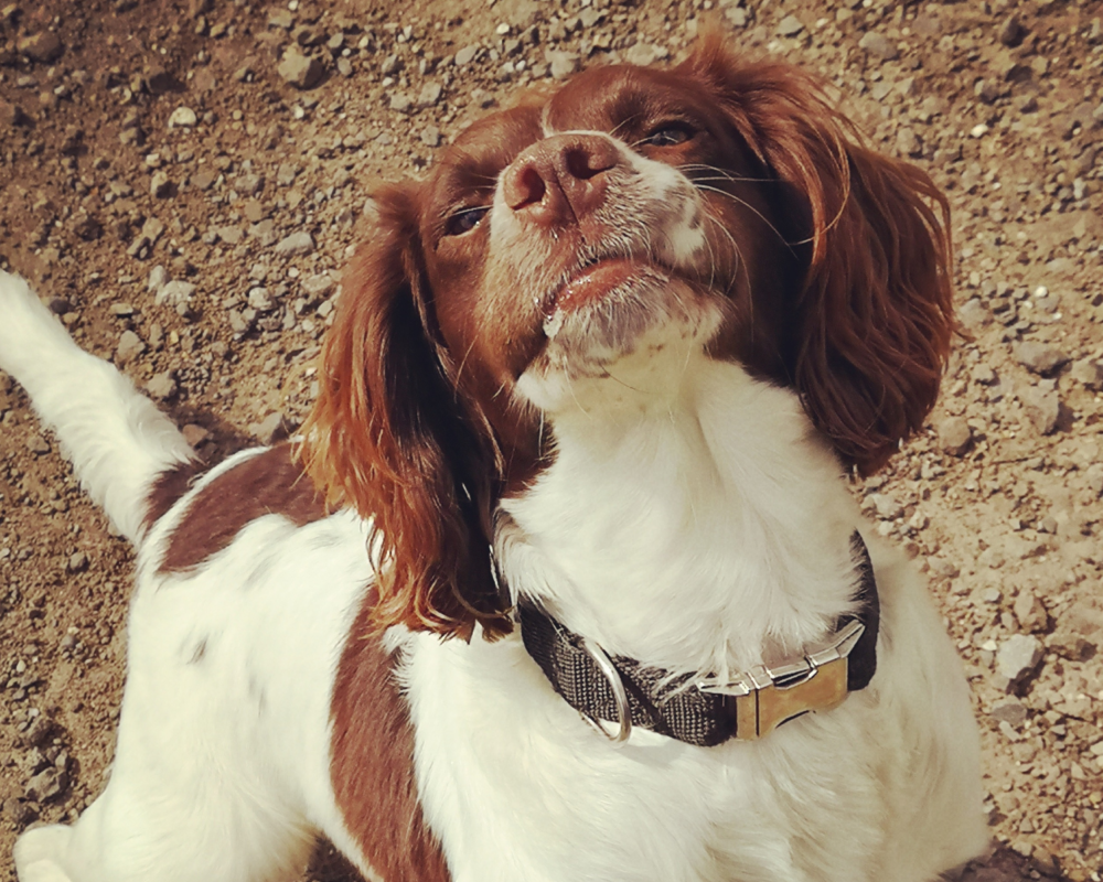Retired police dog Joe