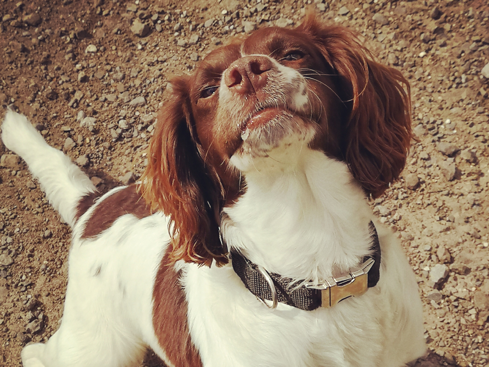 Retired police dog Joe