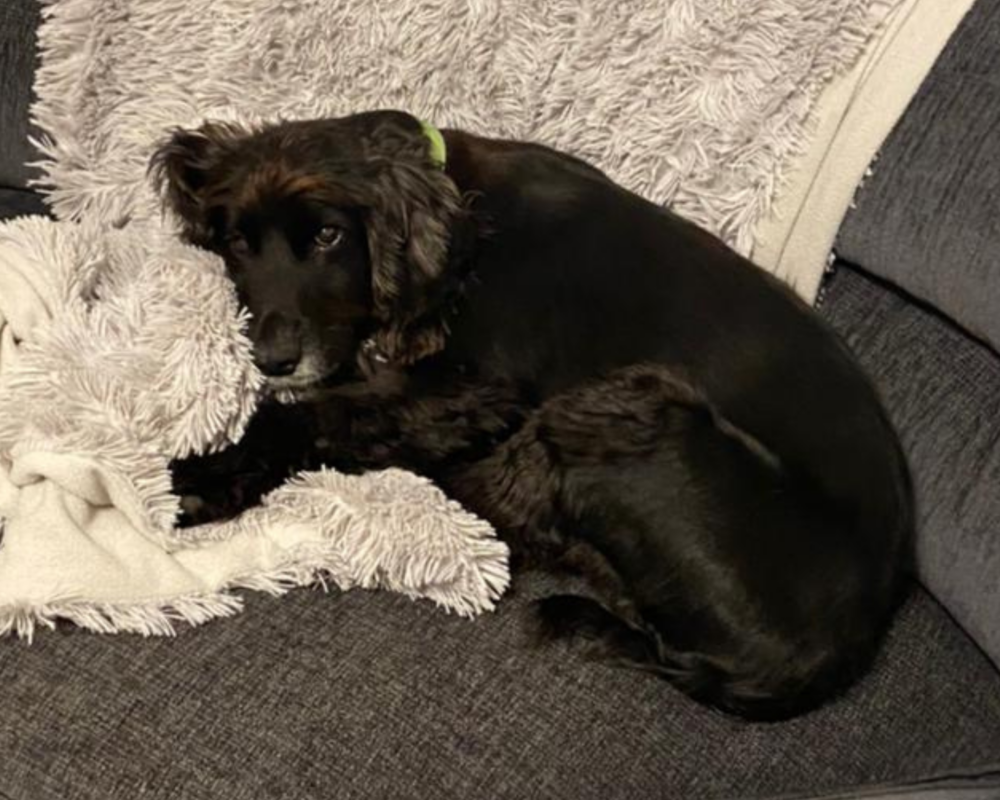 Retired police dog Joe sleeping on the sofa