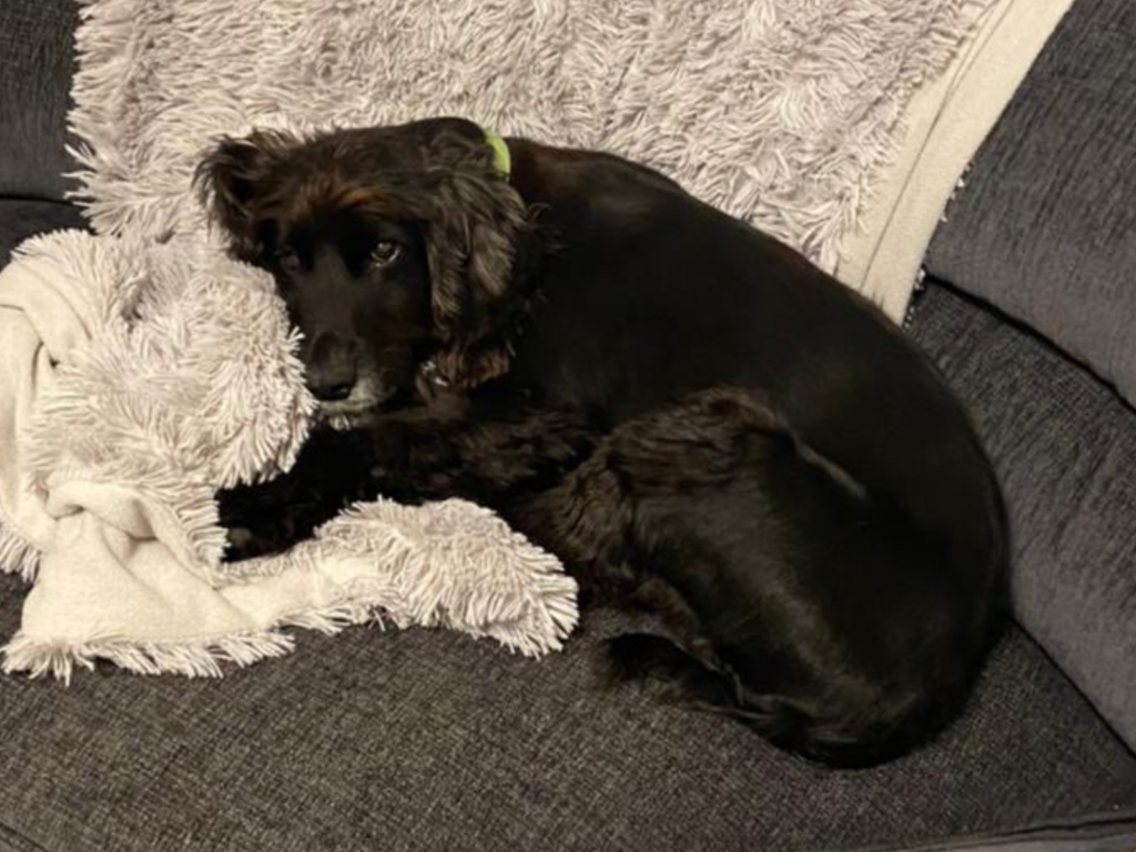 Retired police dog Joe sleeping on the sofa