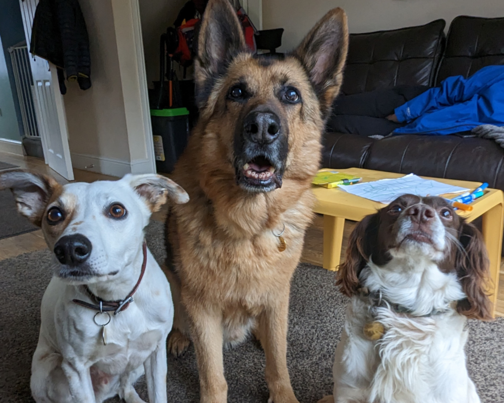 Retired police dog Joe with his friends