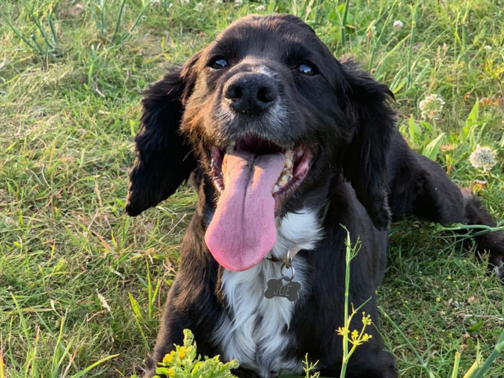 Retired police dog Joe
