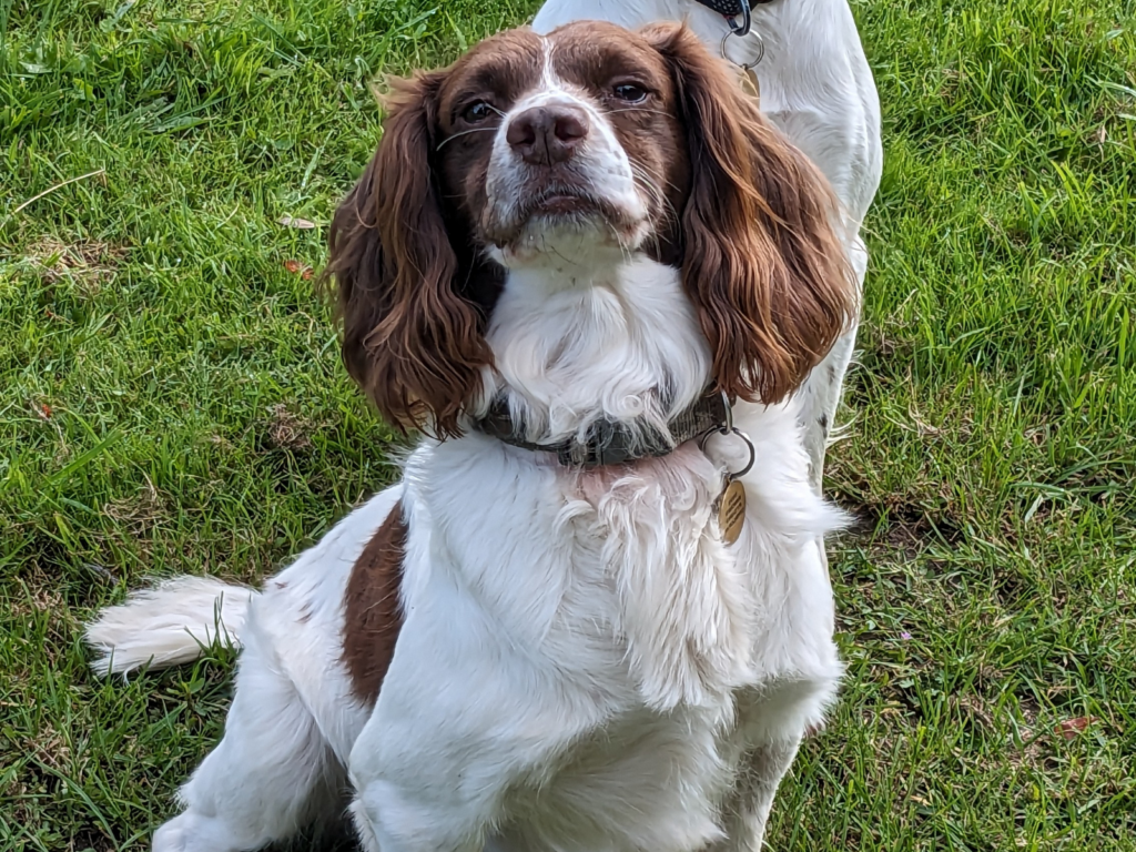 Retired police dog Joe poses