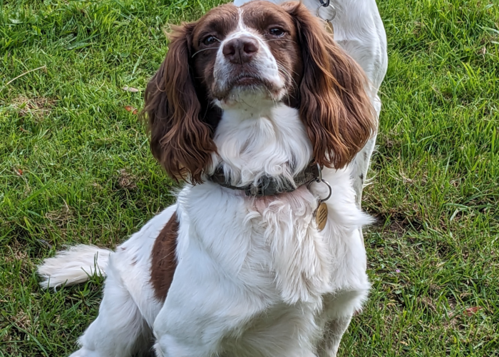 Retired police dog Joe poses