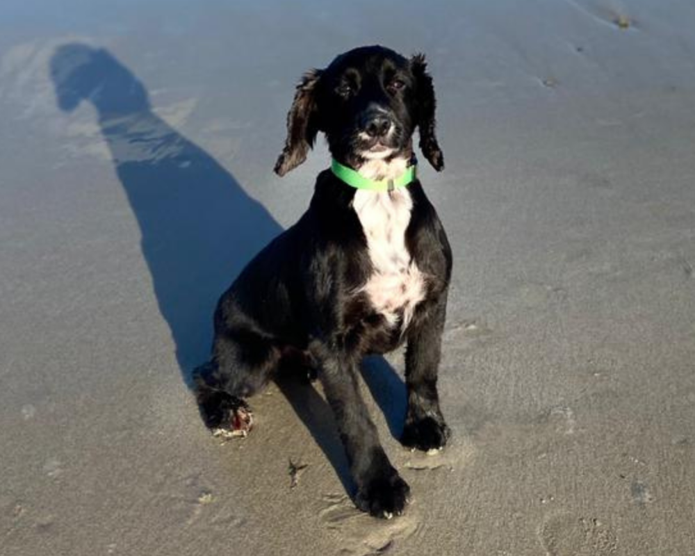Retired police dog Joe at the beach