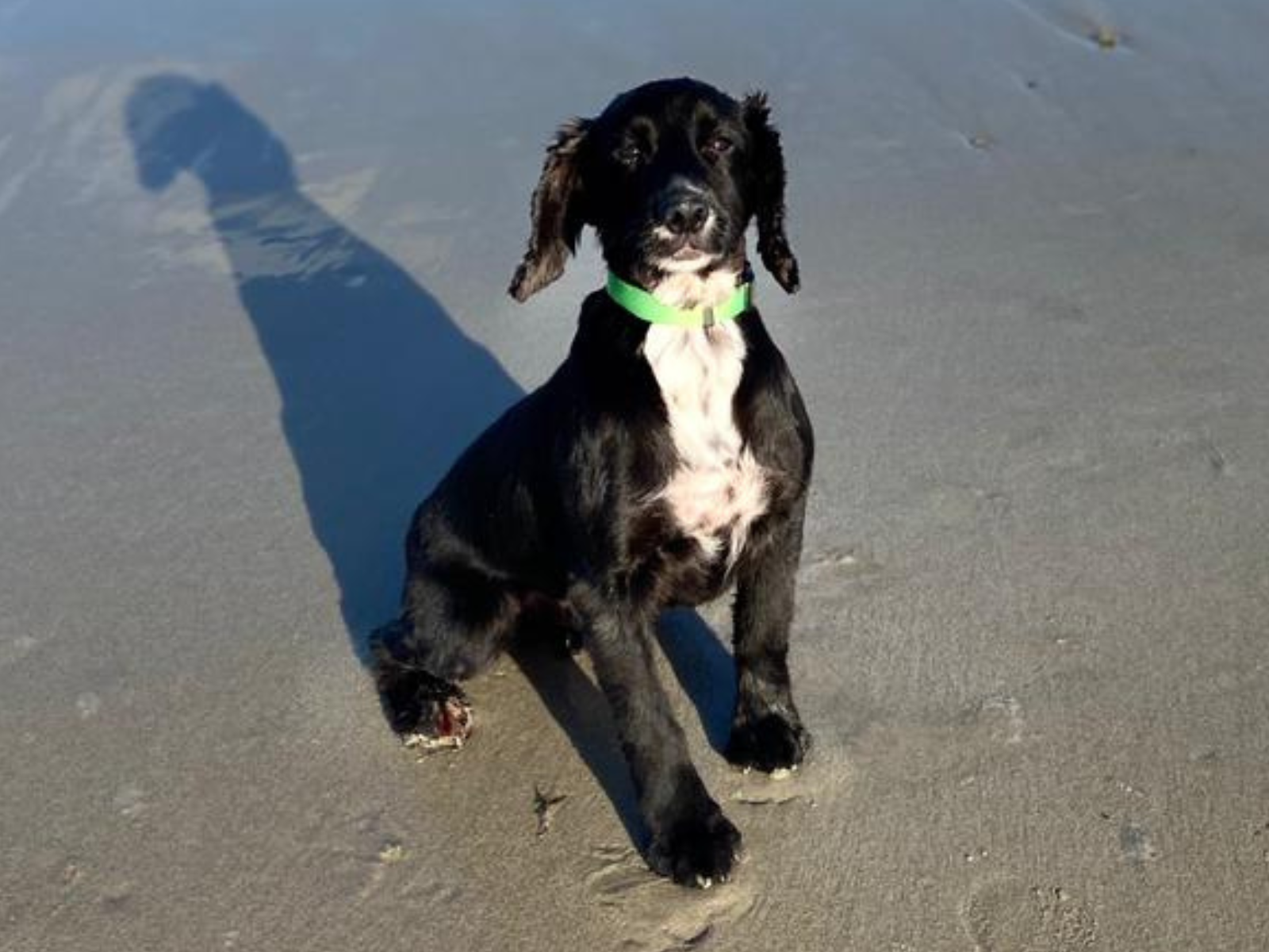 Retired police dog Joe at the beach
