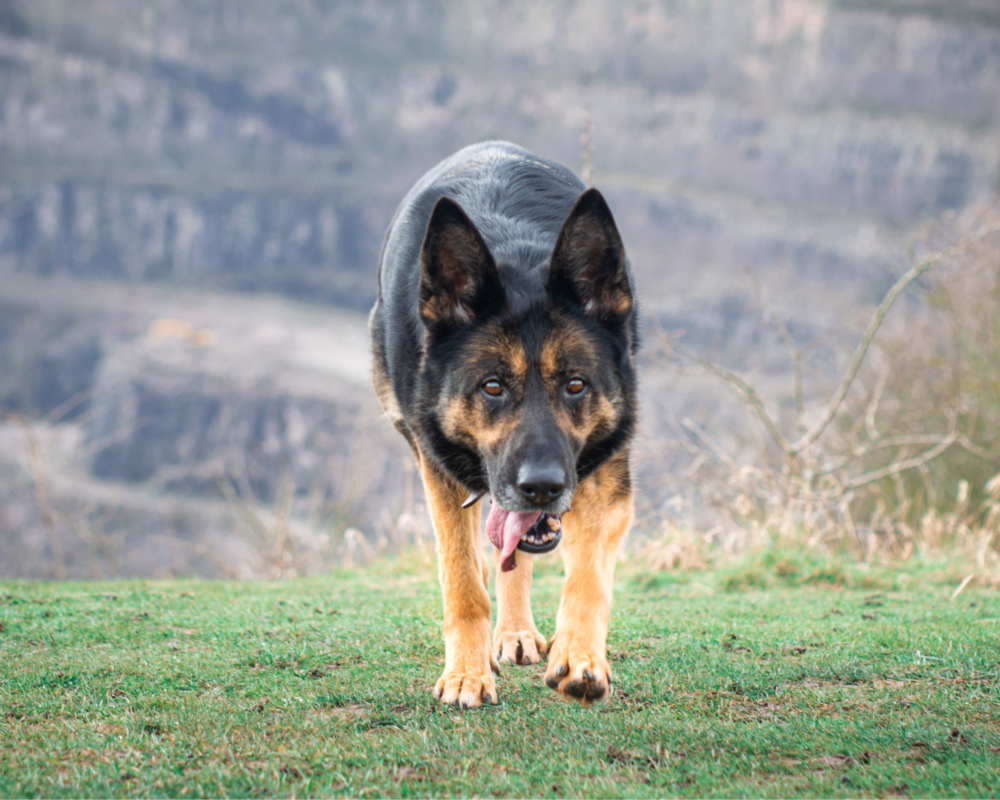 Retired police dog Jude enjoys a wal