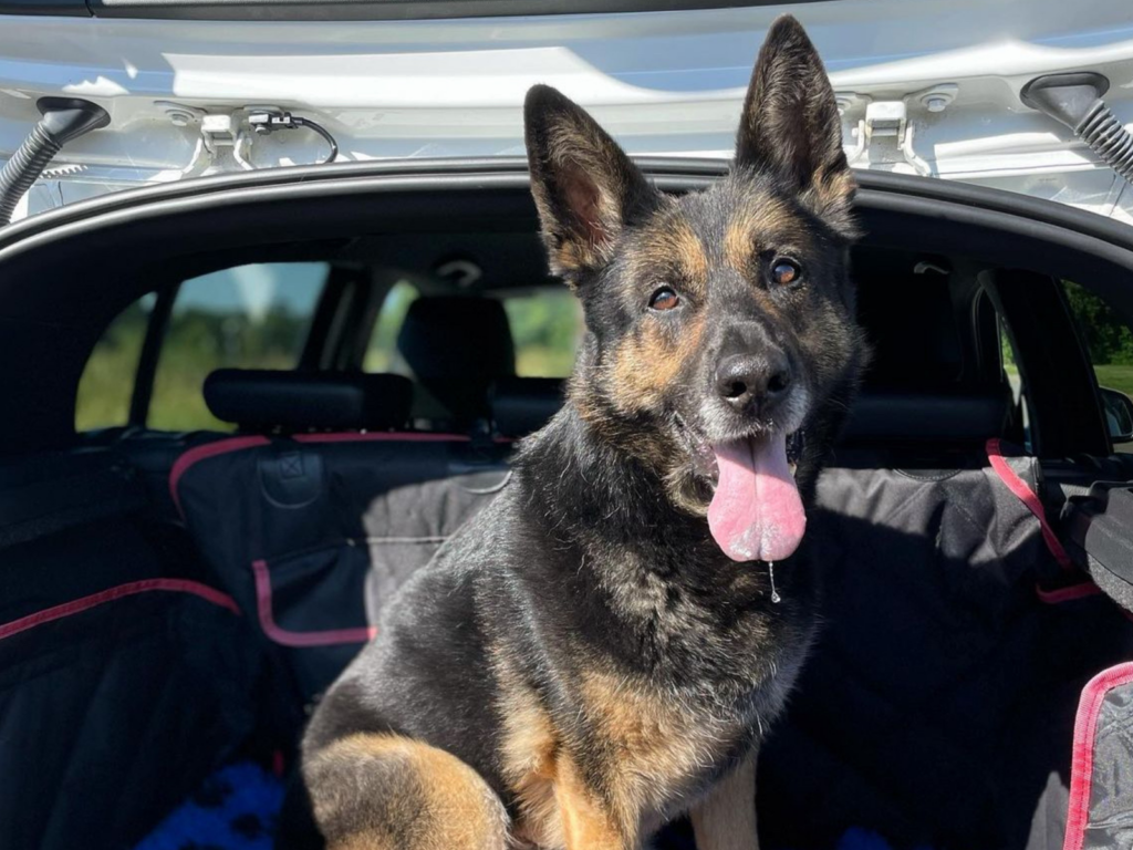 Retired police dog Jude
