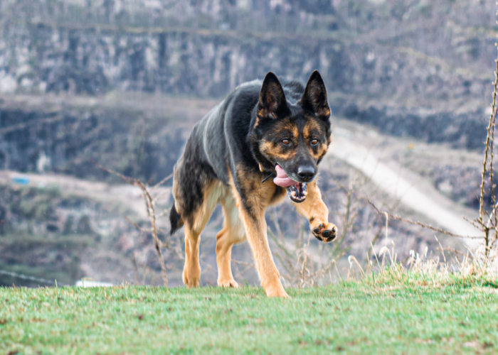 Retired police dog Jude runs