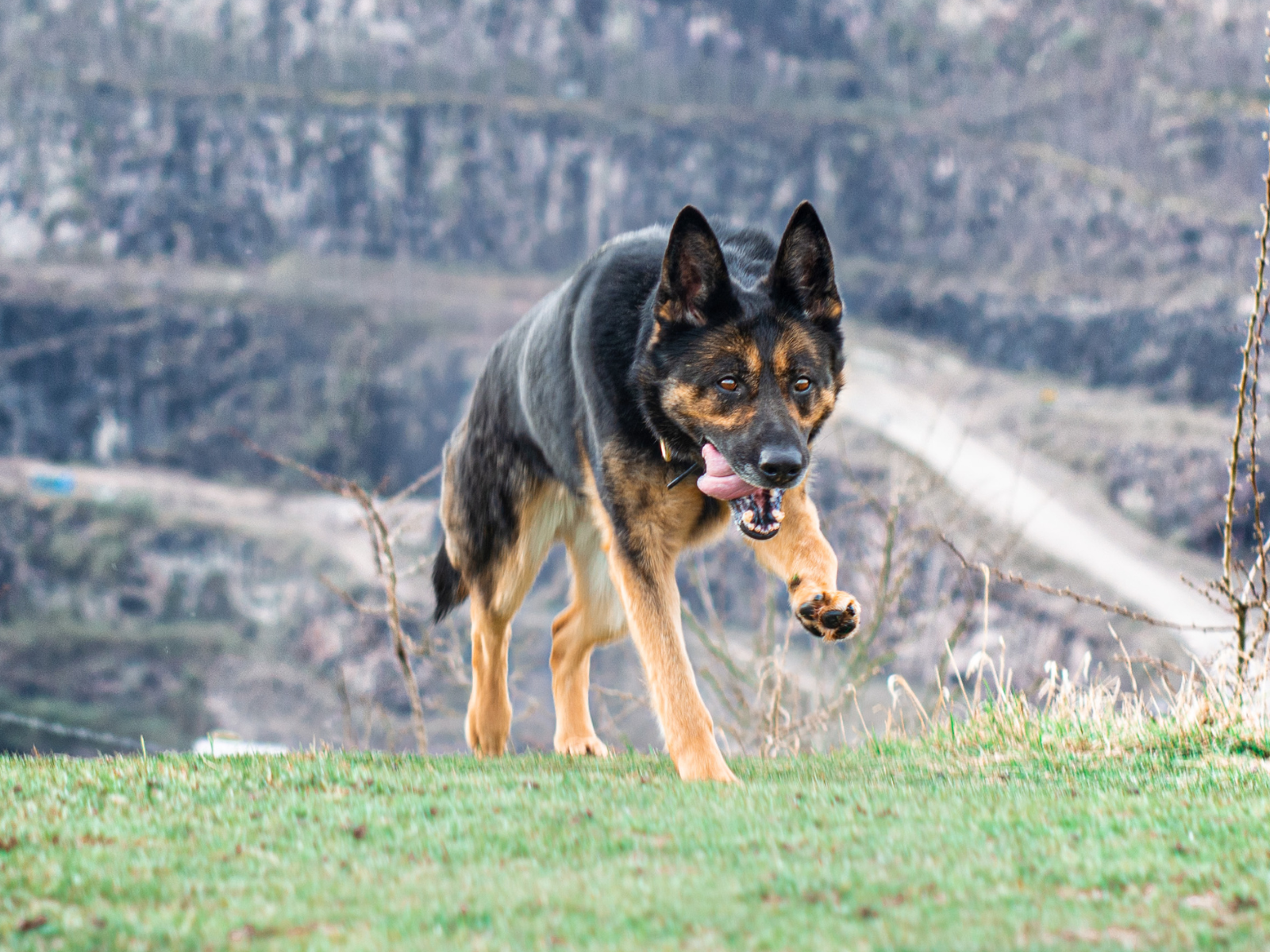 Retired police dog Jude runs