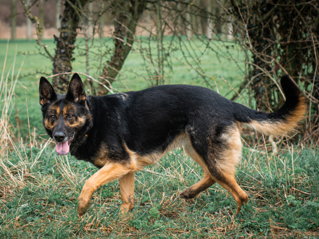 Retired police dog Jude on a walk