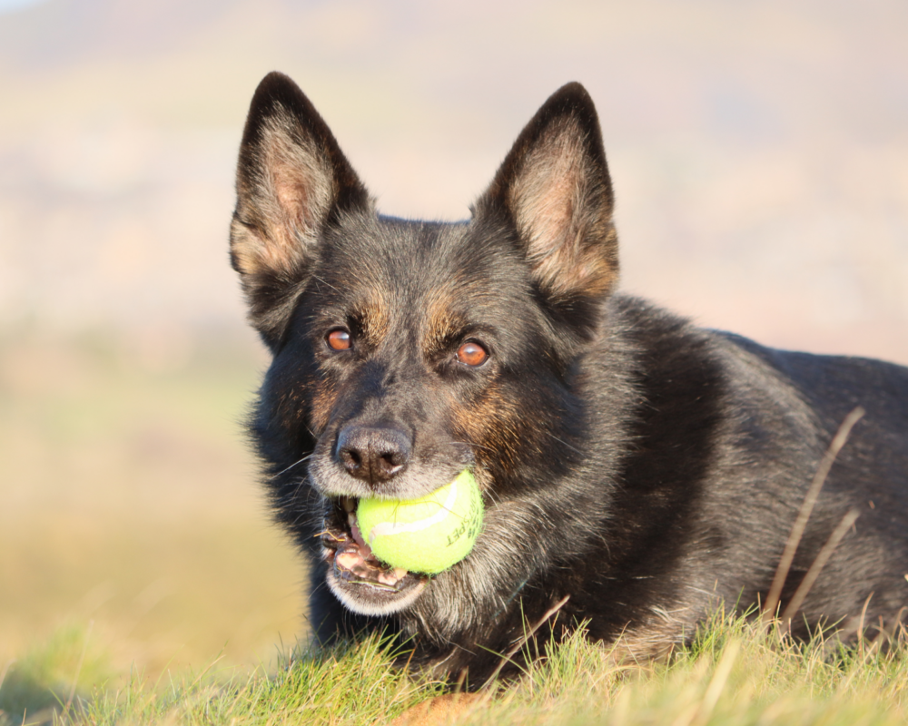 Retired police dog Keach with a ball