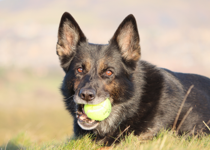 Retired police dog Keach with a ball
