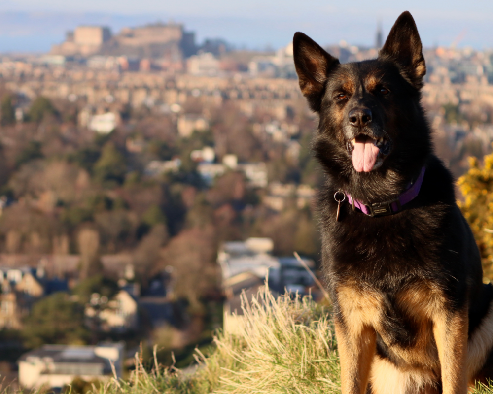 Retired police dog Keach sightseeing