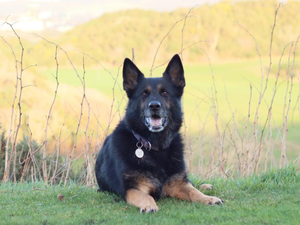 Retired police dog Keach in the countryside