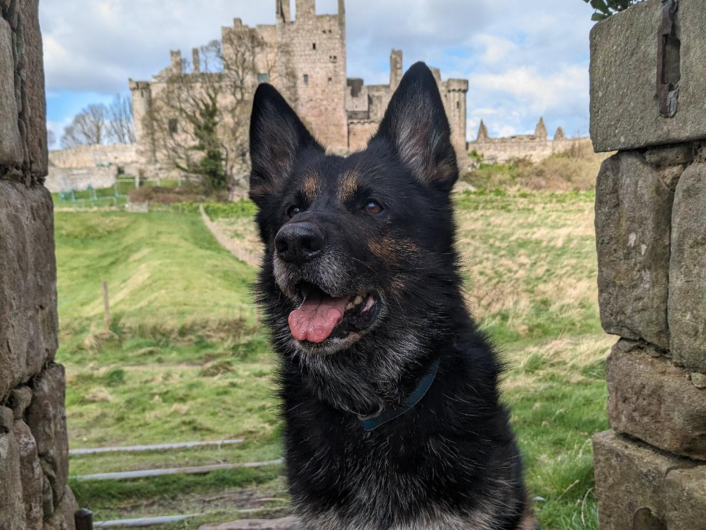 Retired police dog Keach