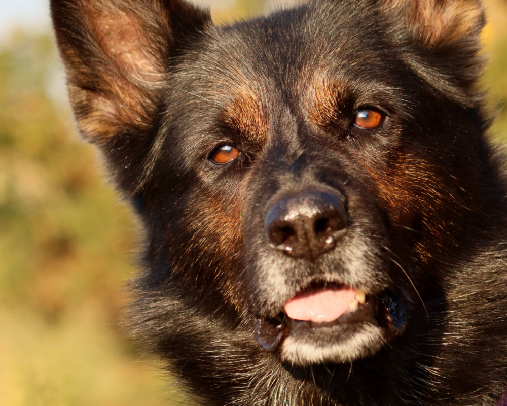 Retired police dog Keach