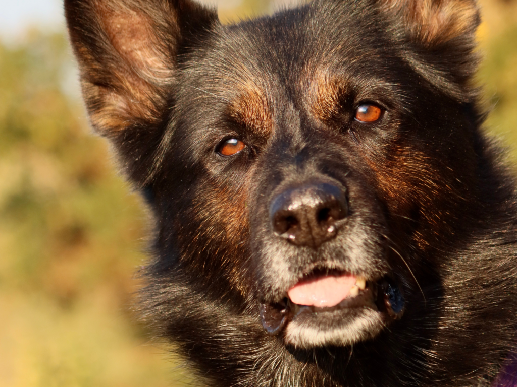 Retired police dog Keach