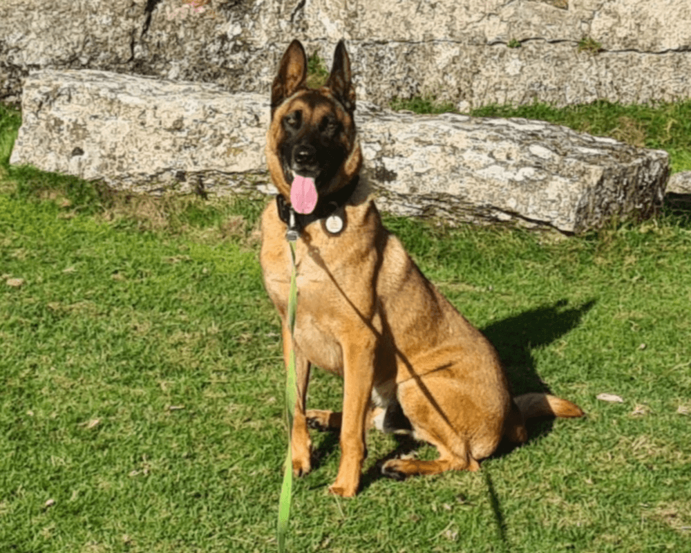 Retired police dog Max poses