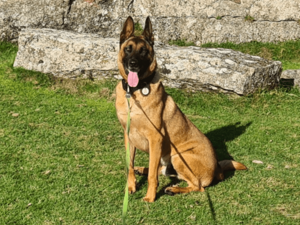 Retired police dog Max poses